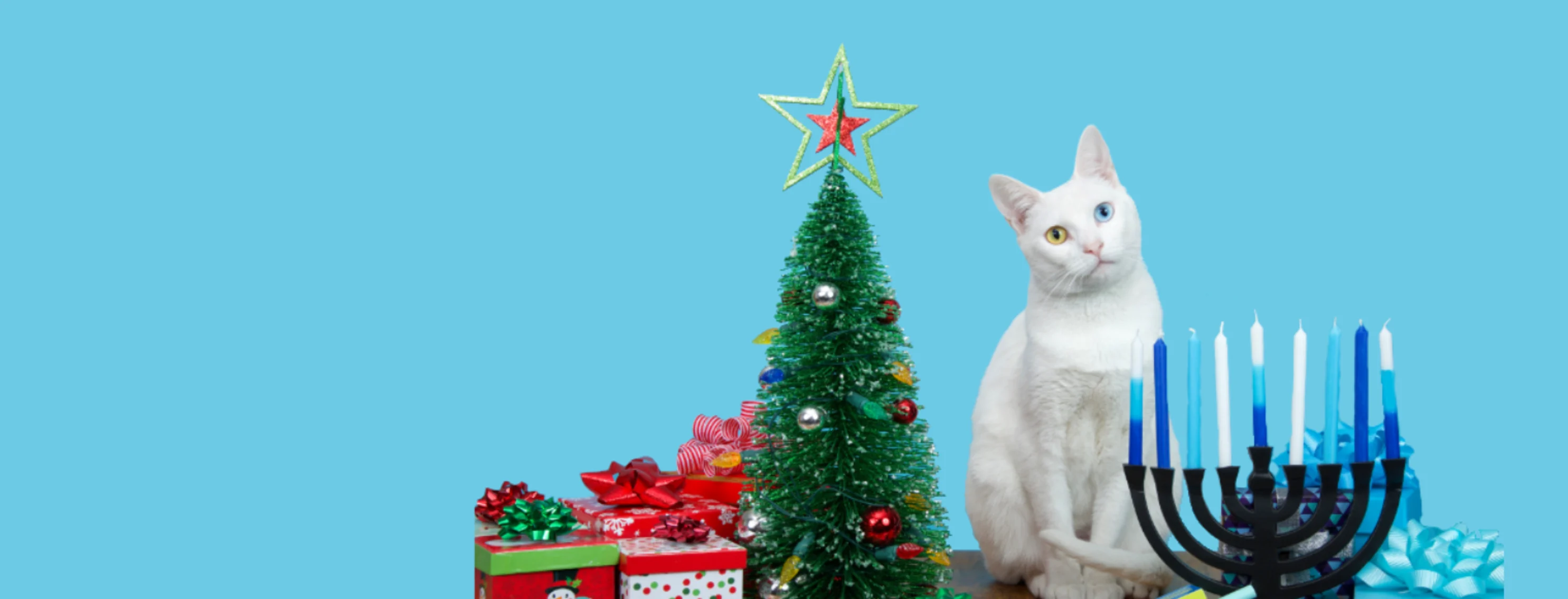 Cat with holiday items